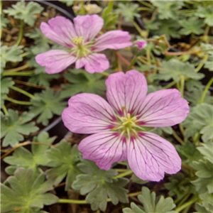 Geranium Cinereum 'Alice'